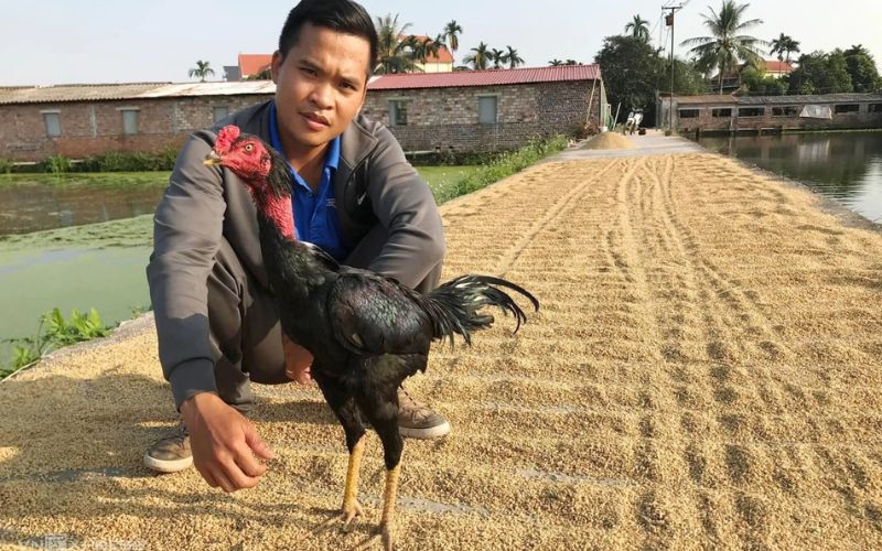 Quan sát chân vảy khi chọn tướng gà đá