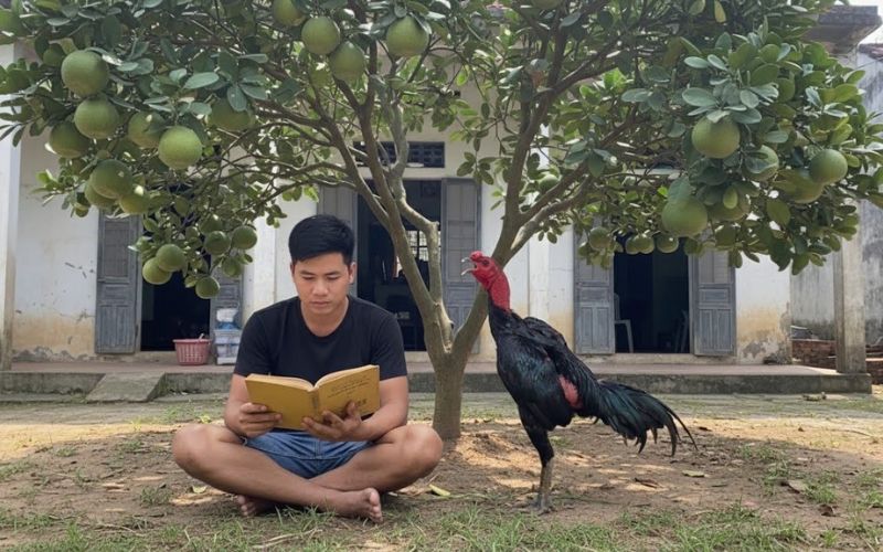 Thân hình săn chắc của gà đá chiến kê