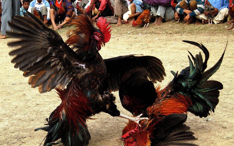 soi kèo đá gà cựa sắt chuẩn xác