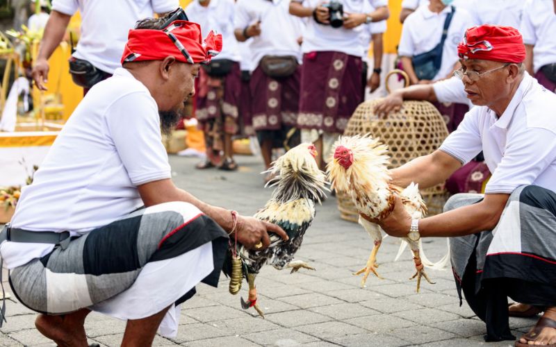 Trận đá gà Philippines diễn ra chuyên nghiệp