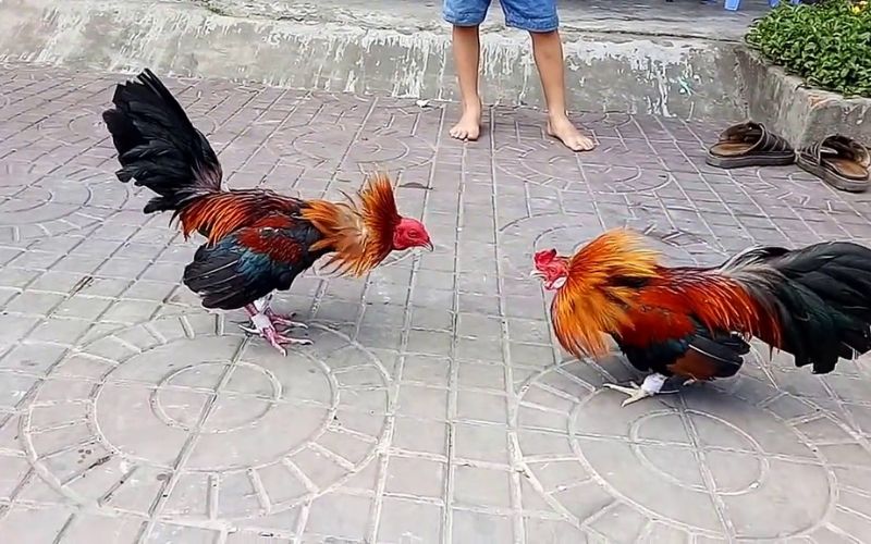 Không khí thi đấu sôi động tại trường gà Thomo