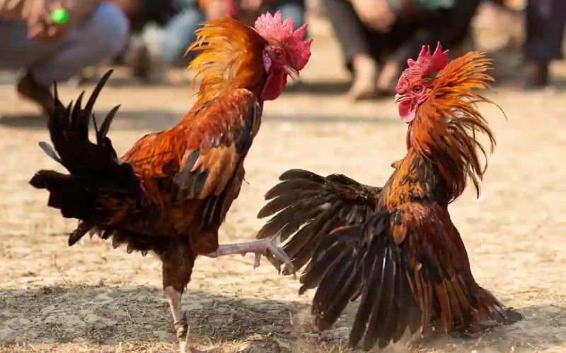 Khán giả theo dõi đá gà Thomo tại SUN88