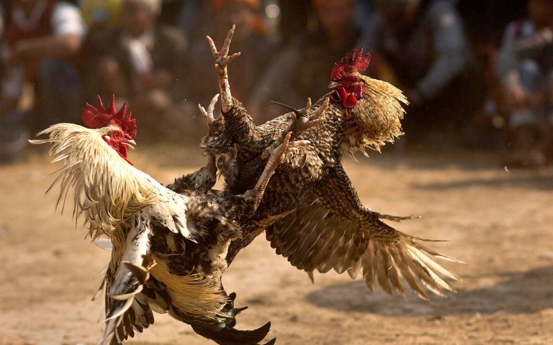 Bảng thuật ngữ đá gà phổ biến tại SUN88
